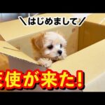 【お迎え初日】生後76日の可愛すぎるチワプーの子犬がやってきた！