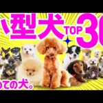 初めて飼うなら【2023年最新❤️小型犬人気ランキングTOP30】〜性格や飼いやすさも解説