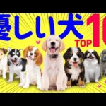 【❤️性格が優しい犬種ランキング】専門家や飼い主の声、歴史的特性まとめ