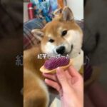 犬ガチャ成功した飼い主#short