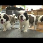 【セント・バーナード】新人犬　ごはんタイム　爆睡【かわいい犬まとめ動画】