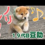 200万回再生♪【柴犬・豆柴】気ままな豆助もやっぱりかわいい【癒し】[Shiba Inu / Mameshiba/Puppy]