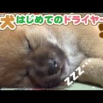 【柴犬】まとめ動画　柴犬赤ちゃん おやつ探し、初めての雪！、ライバルが寝ている間に……　など　柴犬まとめ動画