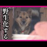 【被災地放浪するペット】被災地で飼い主と離れ離れになった犬や猫　野生化し捕獲が困難に　がれきの下から愛犬救出　地震発生から66時間後〈カンテレNEWS〉