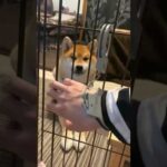 飼い主の教育に失敗した柴犬こまちゃん。#shorts