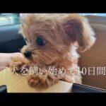 【ご報告】家族が増えました🧸| 子犬を飼い始めて10日間🏠|子犬と過ごすOLの日常💄| vlog