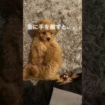 可愛すぎる子犬【トイプードル】