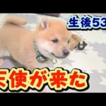 【豆柴】初対面、元気MAX！大暴走！【子犬】【多頭飼い】