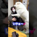 飼い主のことが大好きだけど欲望に屈しちゃう超大型犬　#shorts