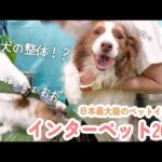 【インターペット2024】日本最大級のペットイベントでも性格が出ちゃう姉弟犬が可愛すぎたｗ【ボーダーコリー・オーストラリアンシェパード】