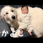 【生後3ヶ月】初めて妹に笑いかけられた時の超大型犬の反応が可愛い｜グレートピレニーズ