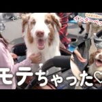 イベントに行ったらアイドルになっちゃった姉弟犬！！！沢山の視聴者さんにお会いできました✨【インターペット2024】