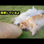 飼い主の言葉を理解して、一つずつ犬語で返すハスキー犬