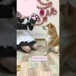 主人の奇行に適応する柴犬こまちゃん。#shorts