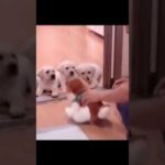 中国の犬のしつけ方が天才すぎるww