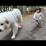 【ついに！】超大型犬のお散歩を完全にマスターした１歳児が凄すぎました…！｜グレートピレニーズ&オールドイングリッシュシープドッグ&トイプードル