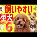 飼いやすい犬　小型犬ランキング6位＋あのワンちゃん！