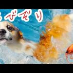 【犬】兄犬が溺れると必死に助けを求めてた弟犬【コーギー子犬】【コーギー泳ぐ】