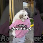 超大型犬のコレがコウなる動画11/One year after Great Pyrenees