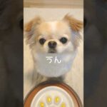 待てが上手にできるイッヌ　#short #犬 #ペット #チワワ #かわいい犬 #犬のいる暮らし #垂れ耳チワワ #dog #cute