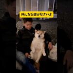 【犬らしく出来ない柴犬】#柴犬#貫禄#おもしろ #youtubeshorts #yuotube #shorts #shortvideo