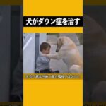 一匹の犬がダウン症の子供に出会った時、あなたは涙を止めていられるだろうか？ #犬 #ダウン症 #感動する話