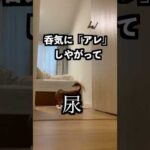 犬にバレずにどこまで近づけるか検証してみた！