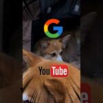 OK Google #柴犬スティーブ #犬猫アテレコ