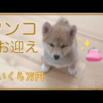 犬を飼うのにおいくら位必要？我が家の柴犬の場合。