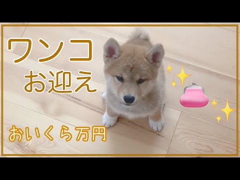 犬を飼うのにおいくら位必要？我が家の柴犬の場合。