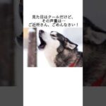 飼いにくい犬種5選 #犬 #ペット #雑学