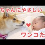 ［かわいい犬］赤ちゃんにやさしく接するワンコたち【PECO】