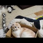 猫が間違えてぬいぐるみと寝てたら犬の反応がこちらです