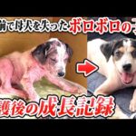 【子犬 野犬】目の前で母犬を失ったボロボロの子犬　保護後の成長記録