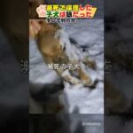 瀕死で保護した子犬は狼だったThe dying puppy we rescued was a wolf#dog #shorts#犬#wolf#狼