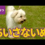 ちいさな犬、大集合！ ちいさくて、かわいいワンちゃんたち：ポメラニアン／柴犬／チワワ／ブルドッグ／トイ・プードル ほか【動物・生き物 #2】