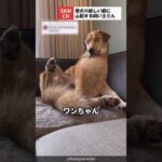 変な癖で飼い主さんを心配させるワンちゃん