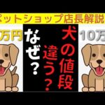 【衝撃】ペットショップで犬の値段が違う理由はこれだ！ペットショップ店長が徹底解説！