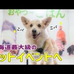 シニア犬が張り切ってペットフェスに参加してきました！｜北海道ペットフェスティバル2024