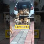 コーギー見てニヤケたら負けwww #コーギー #犬 #犬のいる暮らし #ペット #かわいい #癒し #2ch動物スレ