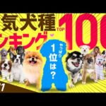 【2021】❤️人気犬種ランキングTOP100（JKC年間犬籍登録頭数）