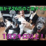 多頭飼い我が家のご飯タイム！犬猫編　Multi-headed rice time dogs and cats