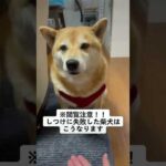 しつけに失敗した柴犬の末路