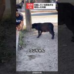 妊娠している野良犬を見つけた夫婦