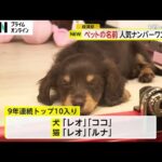 犬も猫も「むぎ」が1位　ペットの名前ランキング2024　犬は「レオ」「ココ」、猫は「レオ」「ルナ」が9年連続トップ10(2024/07/10)