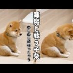 負けてもいいのに…戦っちゃうんだよなぁ