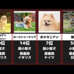 人気犬種 かわいいワンちゃんランキング 28選