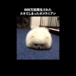 スネてしまった子犬のポメラニアン