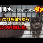 「お迎えした子犬は1週間ケージから出さないでください」を守らなかった結果、こうなりました