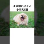 正直飼いにくい小型犬5選 #犬 #ペット #雑学